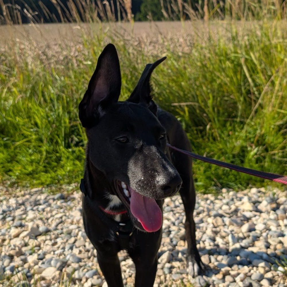 Hundetreffen-Spiel/Gassirunde-Profilbild