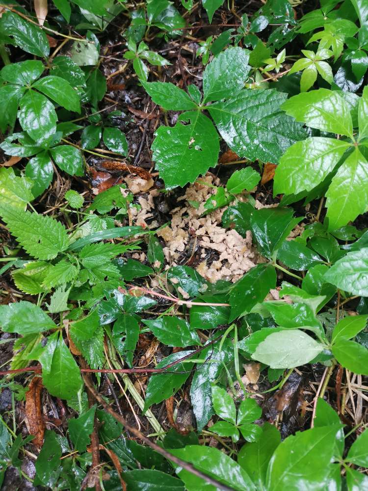 Giftköder-Giftköder in Form von Nassfutter-Profilbild