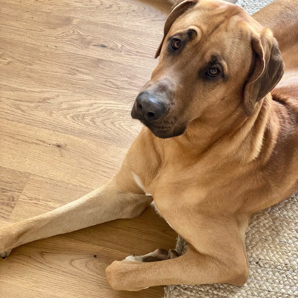 Hundetreffen-Gassi- und/oder Spielgefährte in Kiefersfelden gesucht!-Profilbild