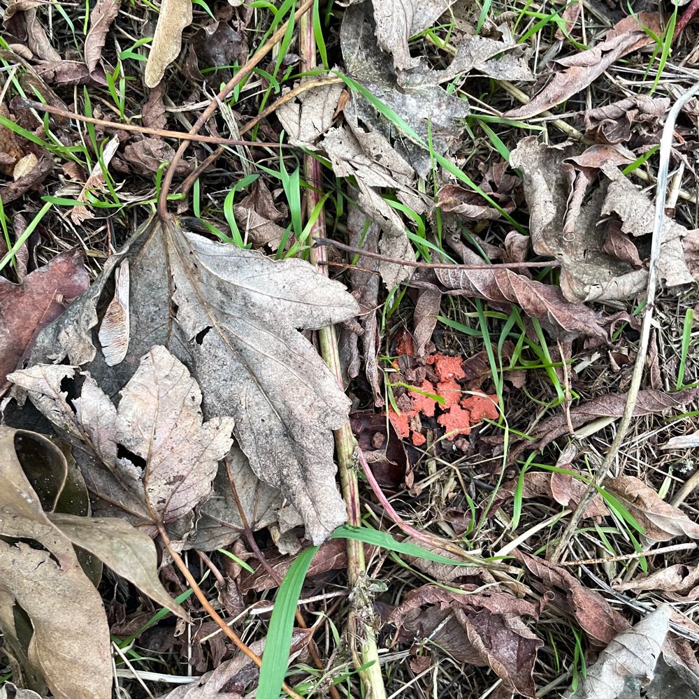 Giftköder-Unbekanntes Futter-Profilbild