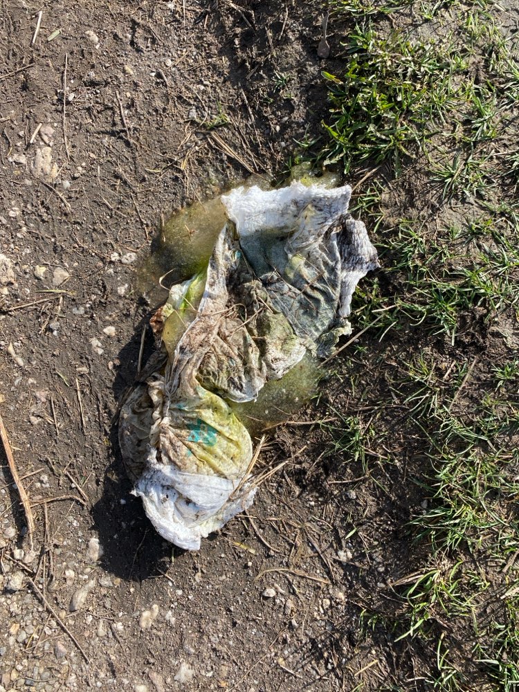 Giftköder-Undefinierbare Masse (grün)-Profilbild