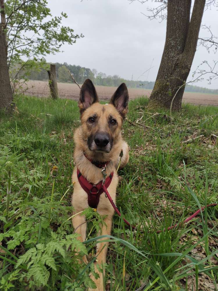 Hundetreffen-Spiel und Trainingspartner gesucht-Profilbild