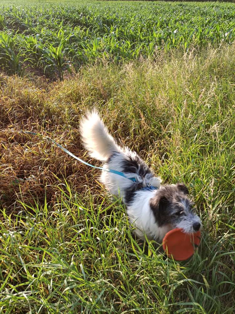 Hundetreffen-Spiel und Tobetreff-Profilbild