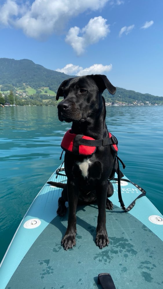 Hundetreffen-Suche hundeerfahrene Betreuung für meine 5-jährige Labrador-Mischlingshündin am Wochenende-Profilbild