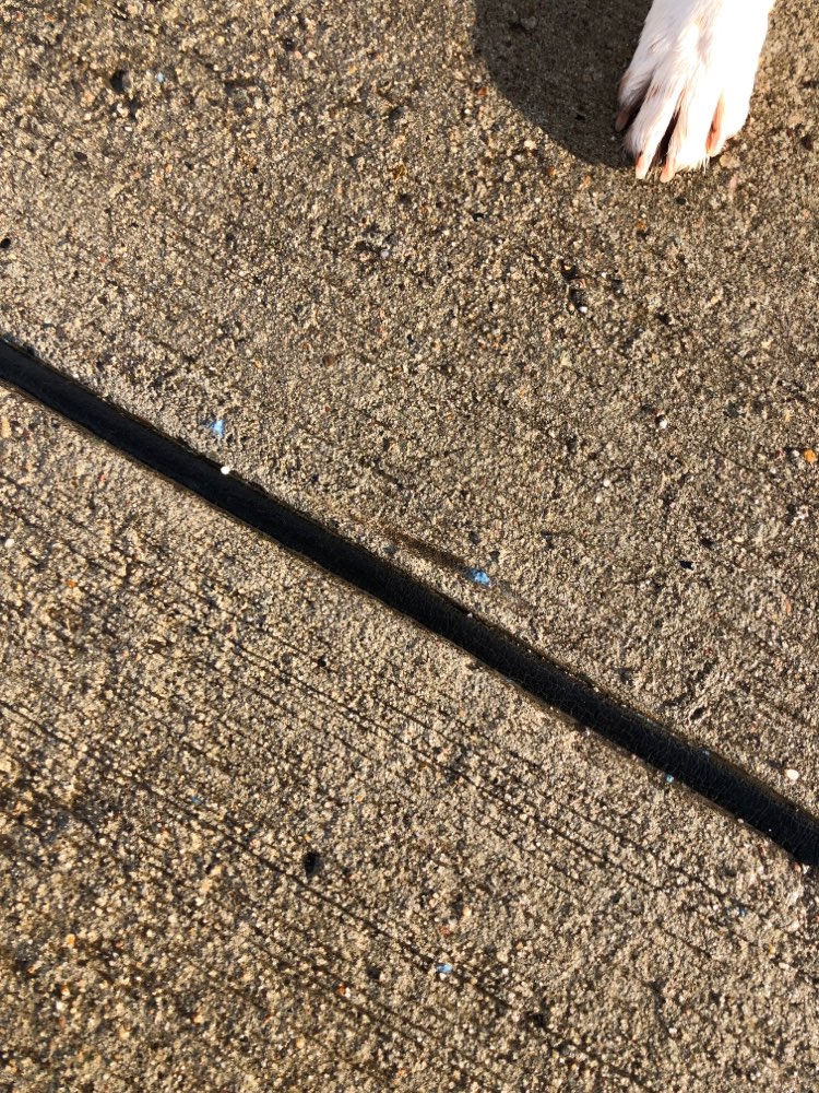 Giftköder-Blaudünger am Deich bei der Kläranl-Profilbild