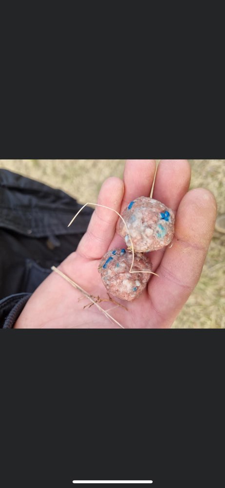 Giftköder-Giftköder-Profilbild