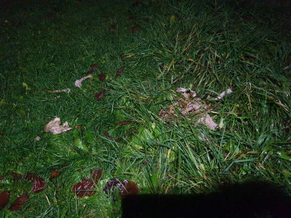 Giftköder-Geflügelteile-Profilbild