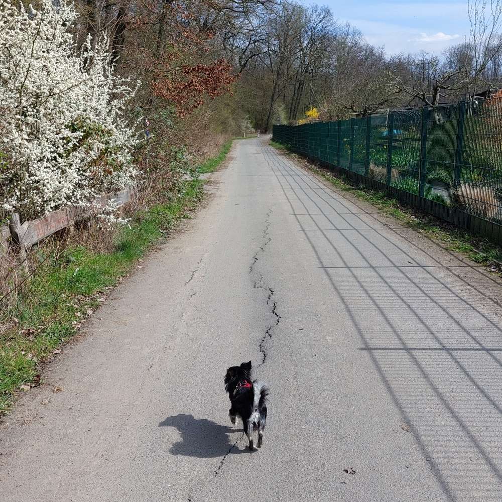 Hundetreffen-Kleinhundtreffen in Bad Vilbel-Profilbild