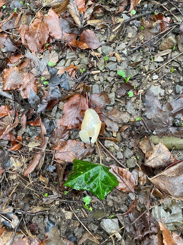 Giftköder-Hühnerfleisch mit weißer Flüssigkeit-Profilbild