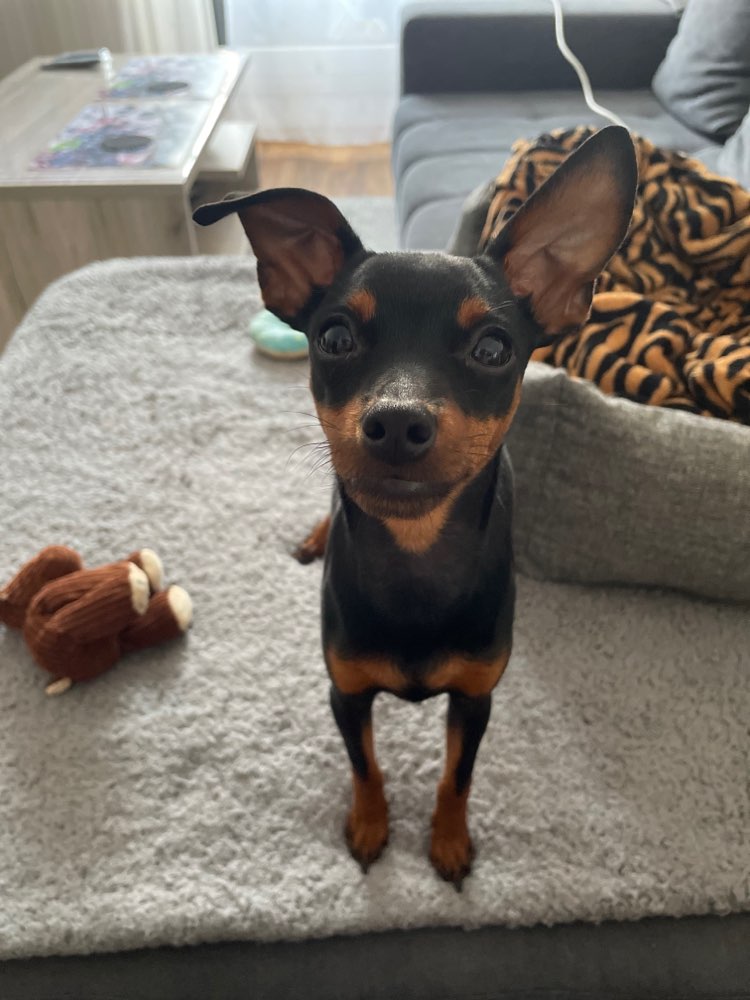 Hundetreffen-Kleinhunde/Welpen zum spielen gesucht 🐶🎾-Profilbild