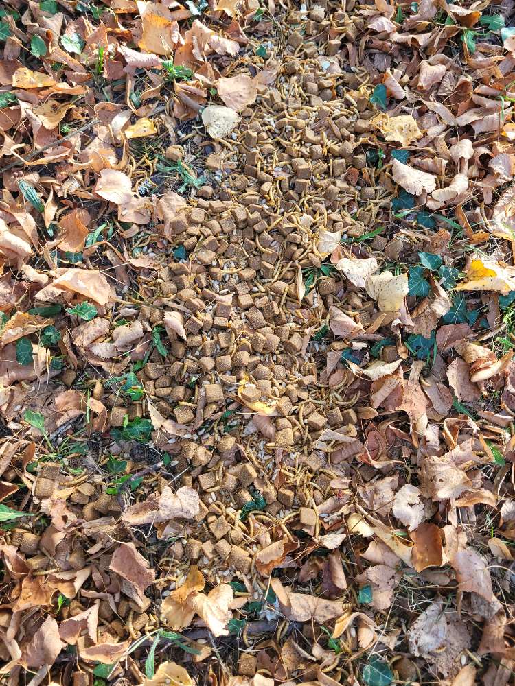 Giftköder-Leckerlis mit Würmer-Profilbild