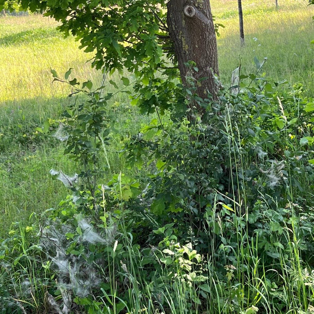 Giftköder-Eichenprozessionsspinner-Profilbild