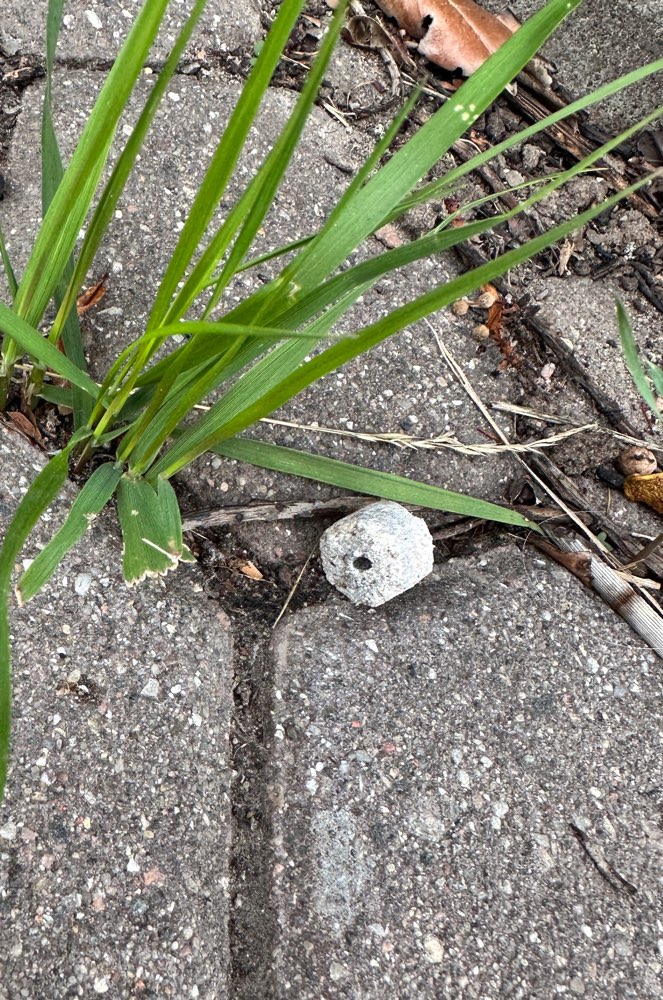 Giftköder-Giftköder?-Profilbild