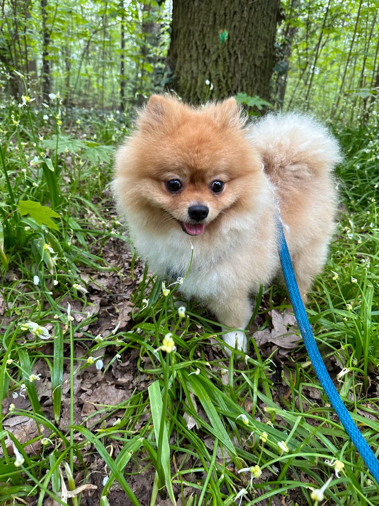 Hundetreffen-Jimmy sucht Freunde-Profilbild