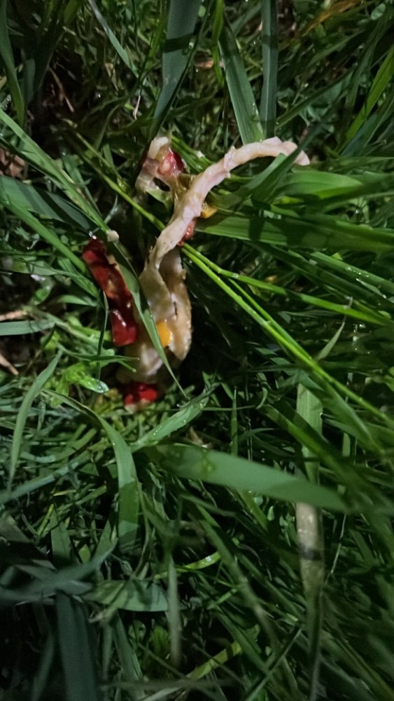 Giftköder-Möglicher Giftköder-Profilbild