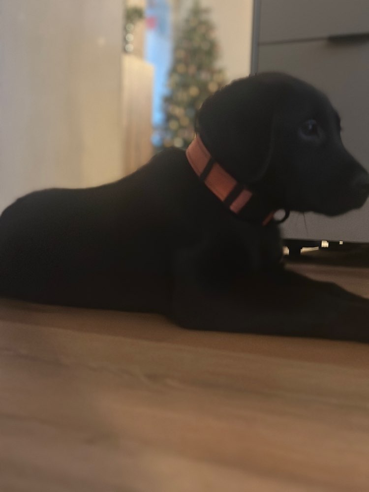 Hundetreffen-Welpentreff/ Junghundtreff-Profilbild