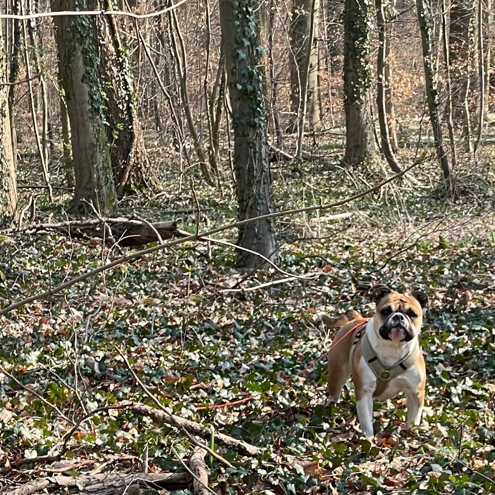 Hundetreffen-Walking friends in the Stadtwald with Lola-Profilbild