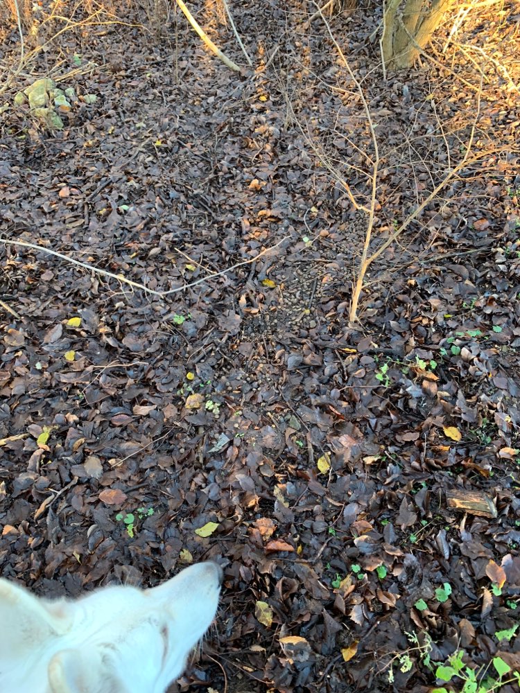 Giftköder-Eventueller Giftköder-Profilbild