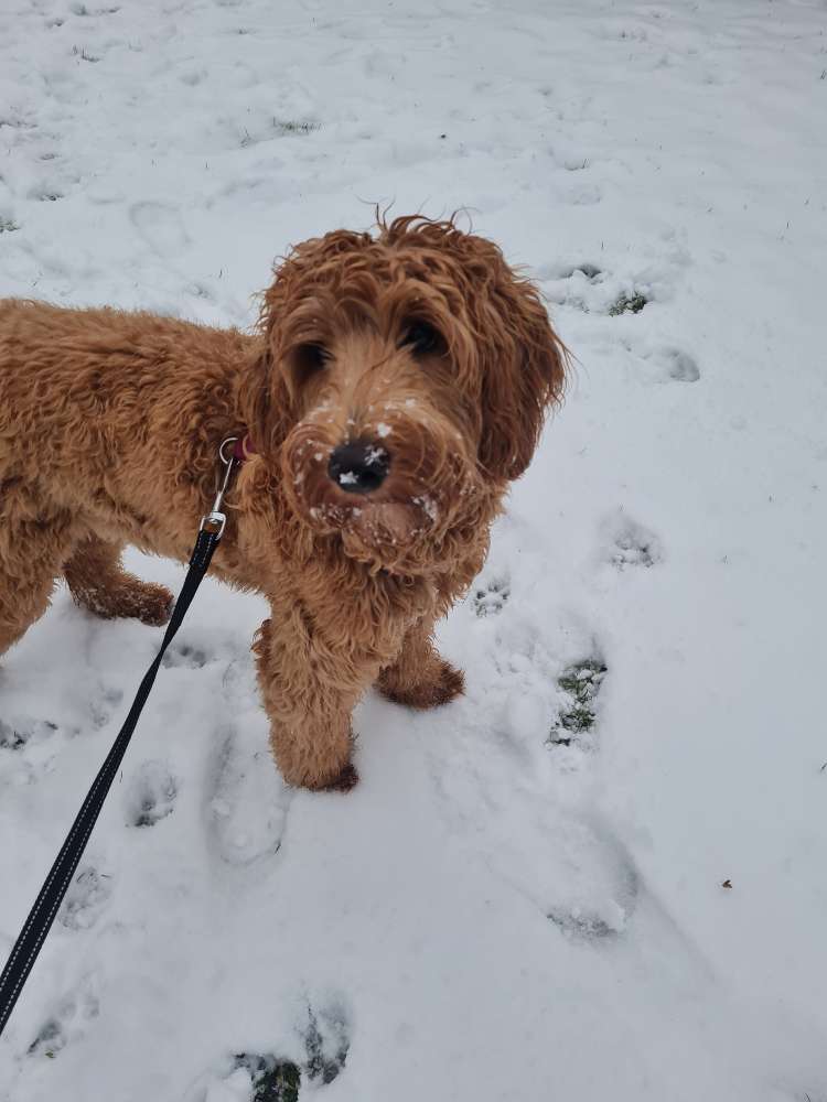 Hundetreffen-Spiel- und Gassirunden-Profilbild