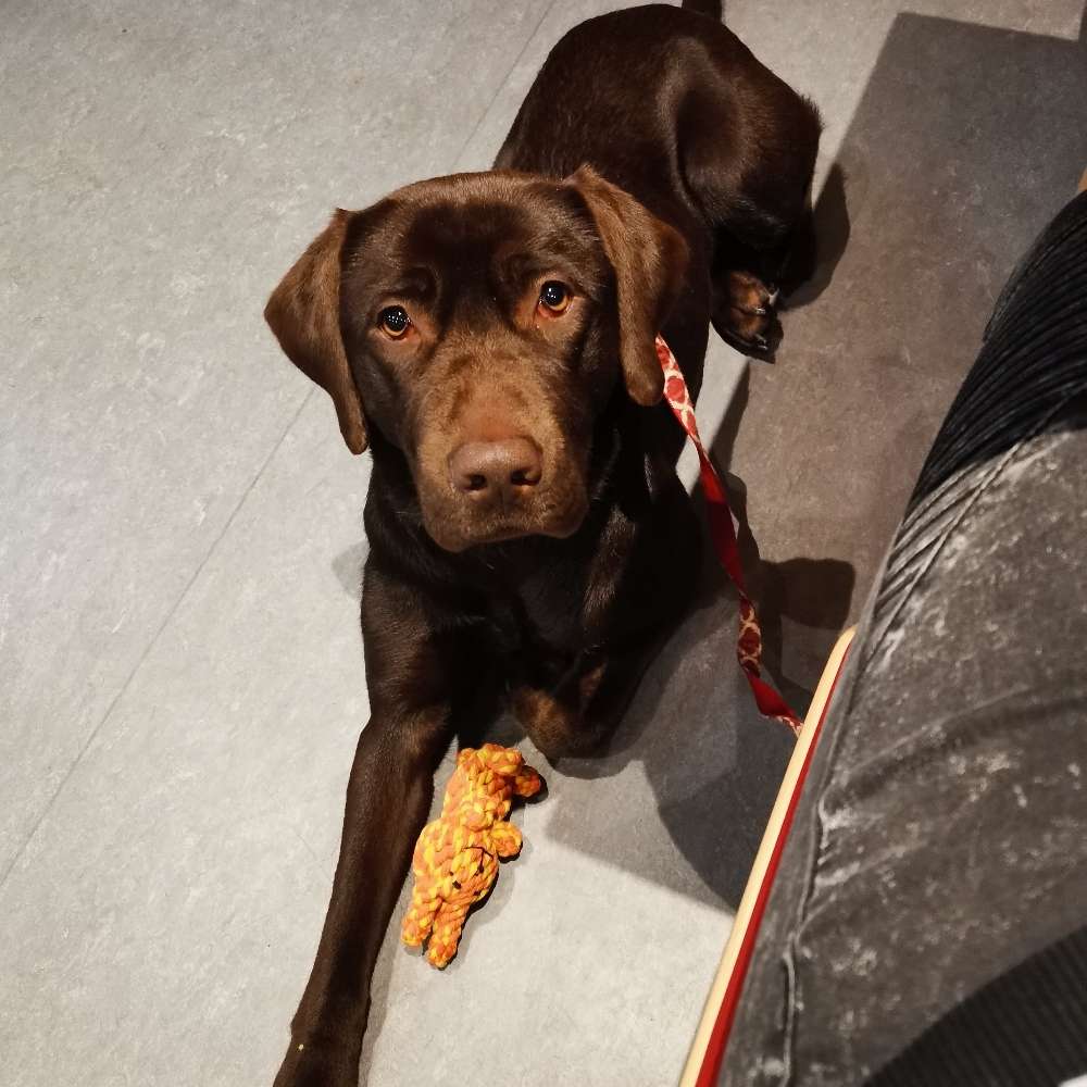 Hundetreffen-Gassi gehen, spielen, was die Kleinen wollen-Profilbild