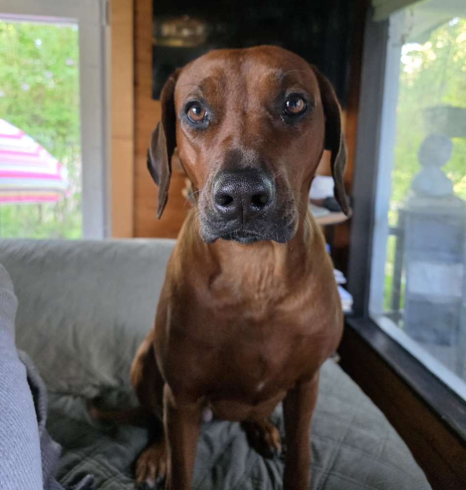 Hundetreffen-Rhodesian Ridgeback Gassirunde-Profilbild