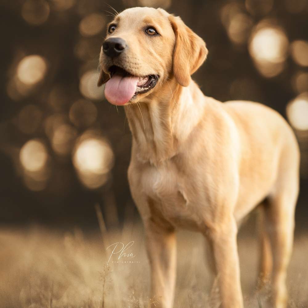 Hundetreffen-Pfotenfreunde gesucht!🐾-Profilbild