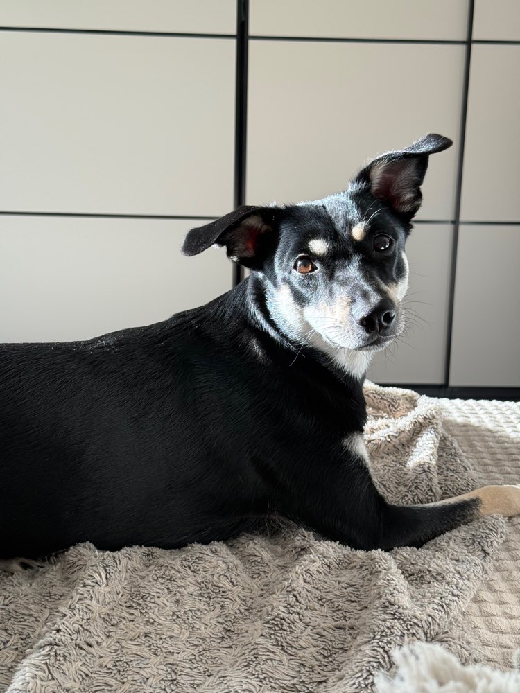 Hundetreffen-Gemeinsame Spiel- und Trainingsrunden-Profilbild