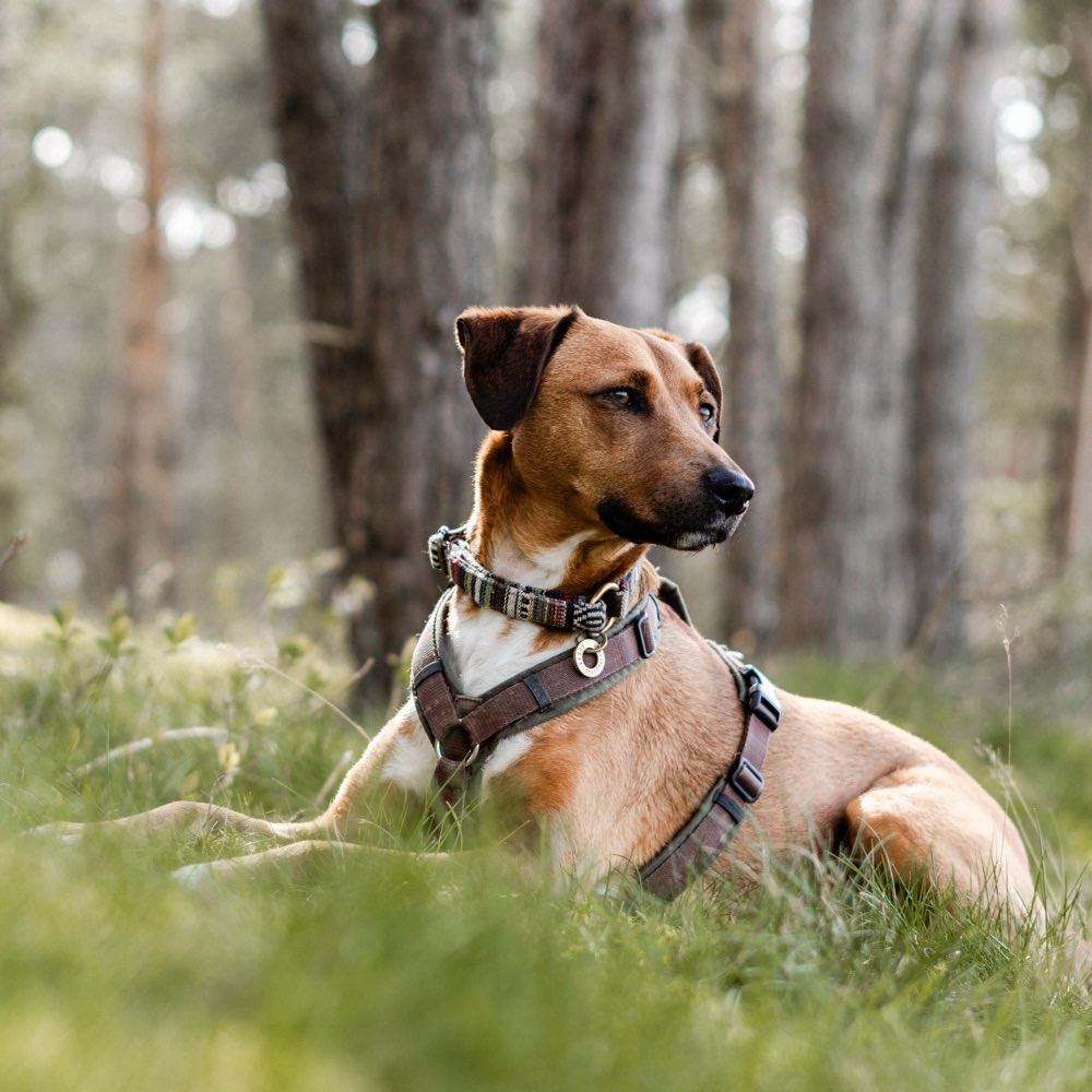Hundetreffen-Gassi- und Spielpartner:innen gesucht-Profilbild