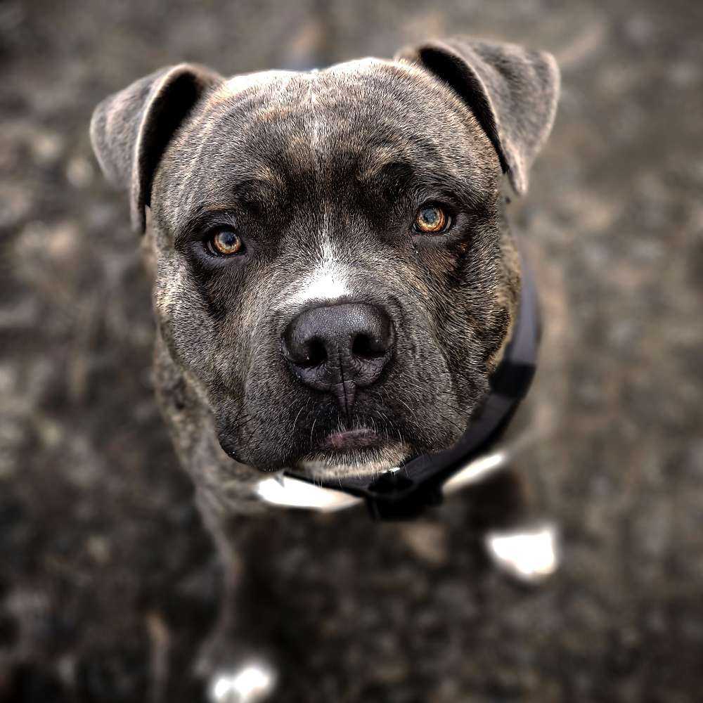 Hundetreffen-Spielkameraden gesucht😎😇-Profilbild