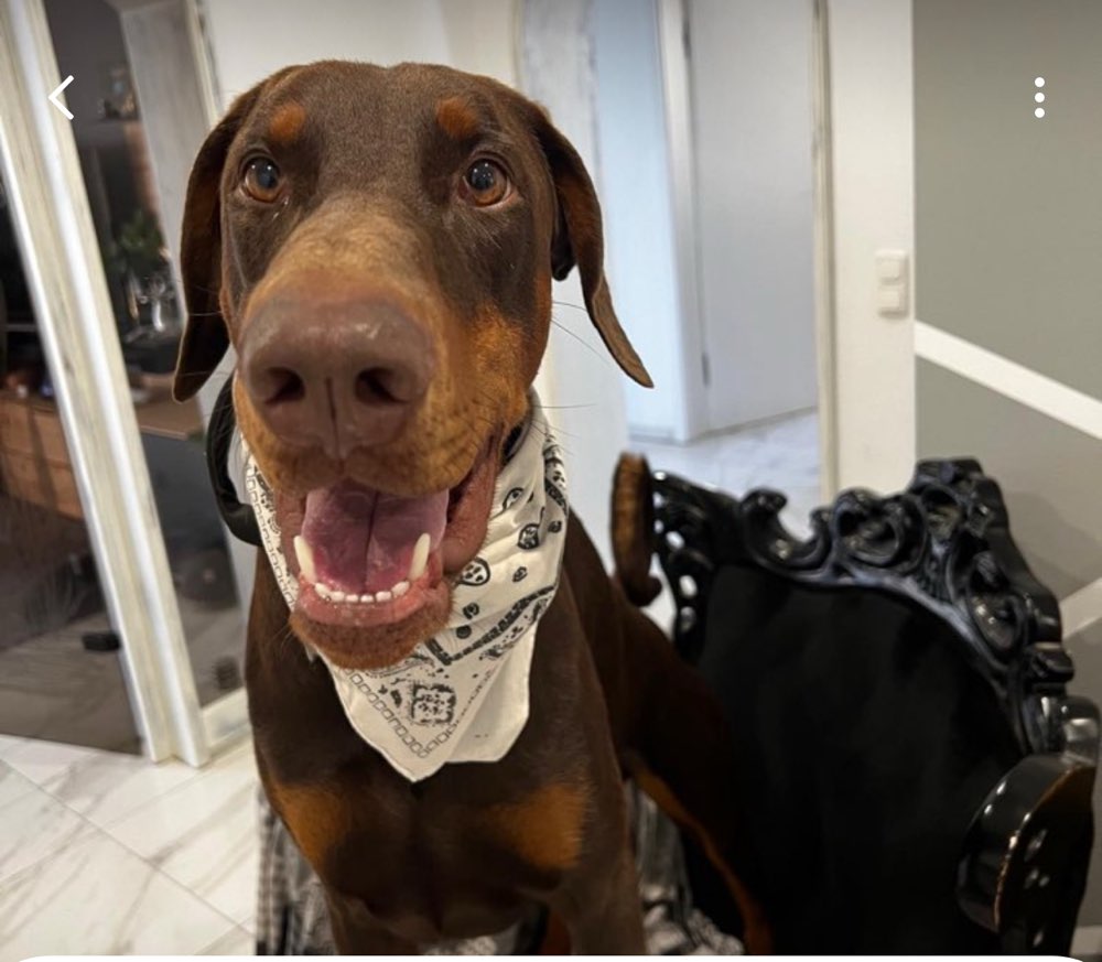 Hundetreffen-Suche für unseren Ares eine Spielkameradin-Profilbild