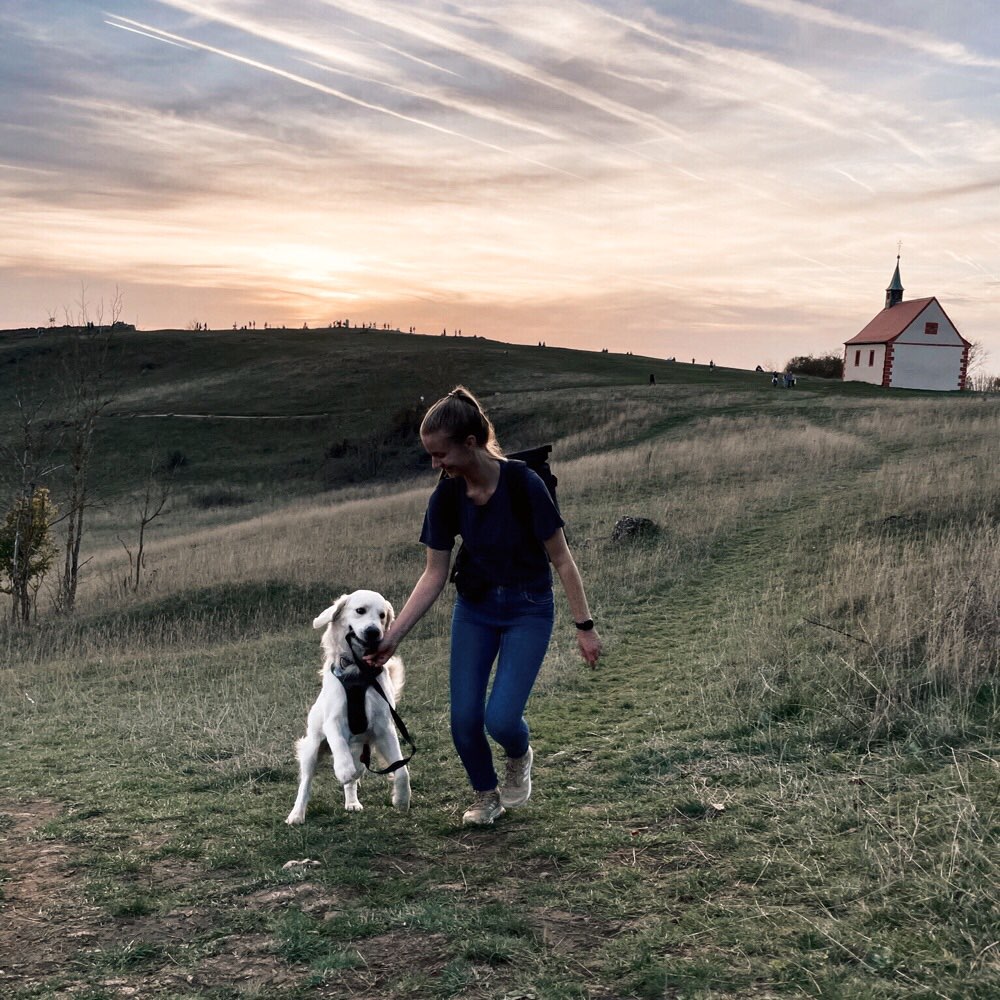 Hundetreffen-Spazieren, Trainieren & Spielen-Profilbild