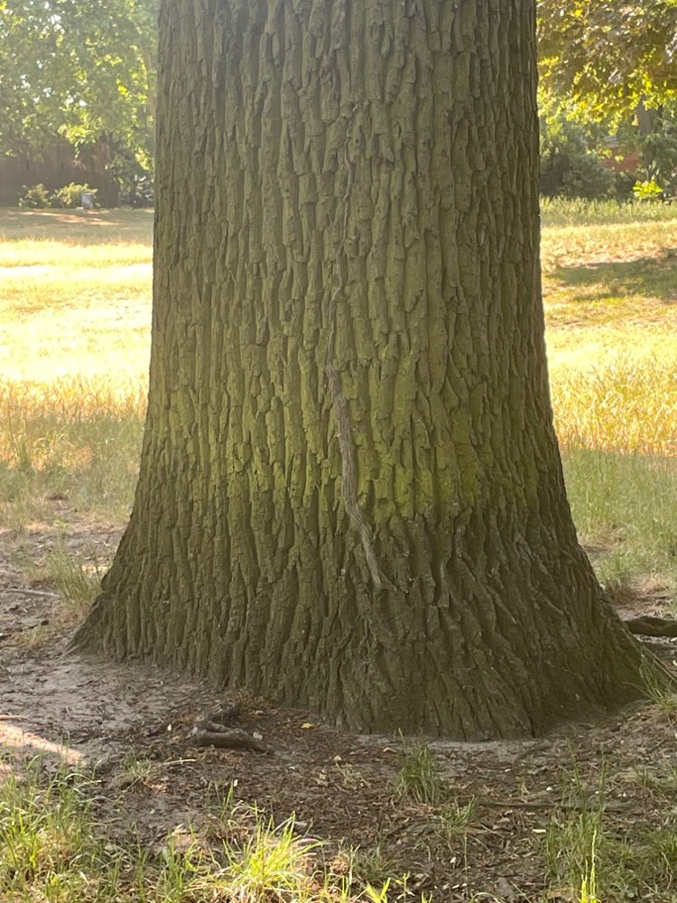 Giftköder-Eichen-Prozessionsspinner Viktoriapark-Profilbild