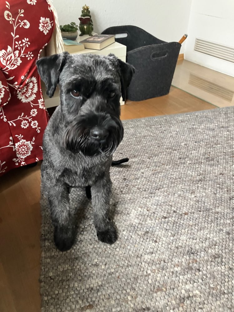 Hundetreffen-Gemeinsam macht es mehr Spaß-Profilbild