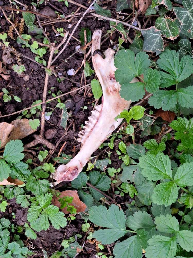 Giftköder-Knochen-Profilbild