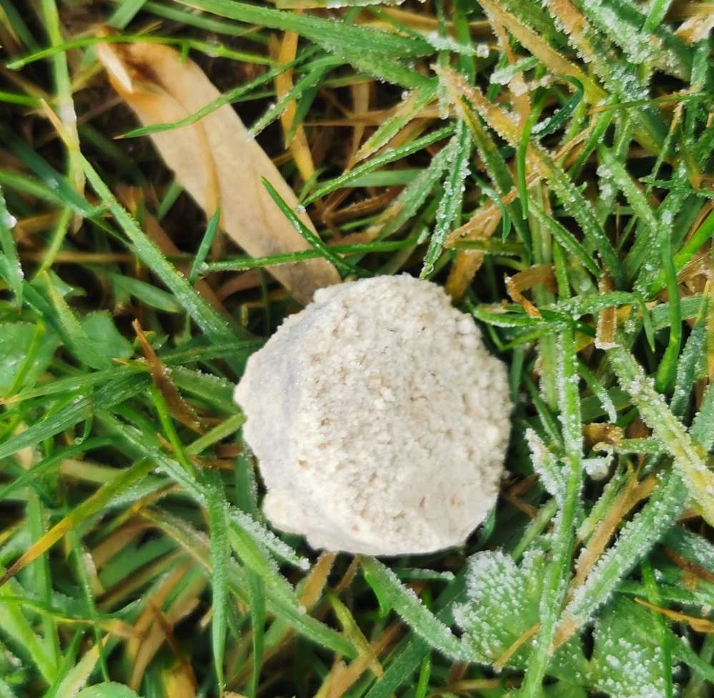 Giftköder-GIFT!-Profilbild