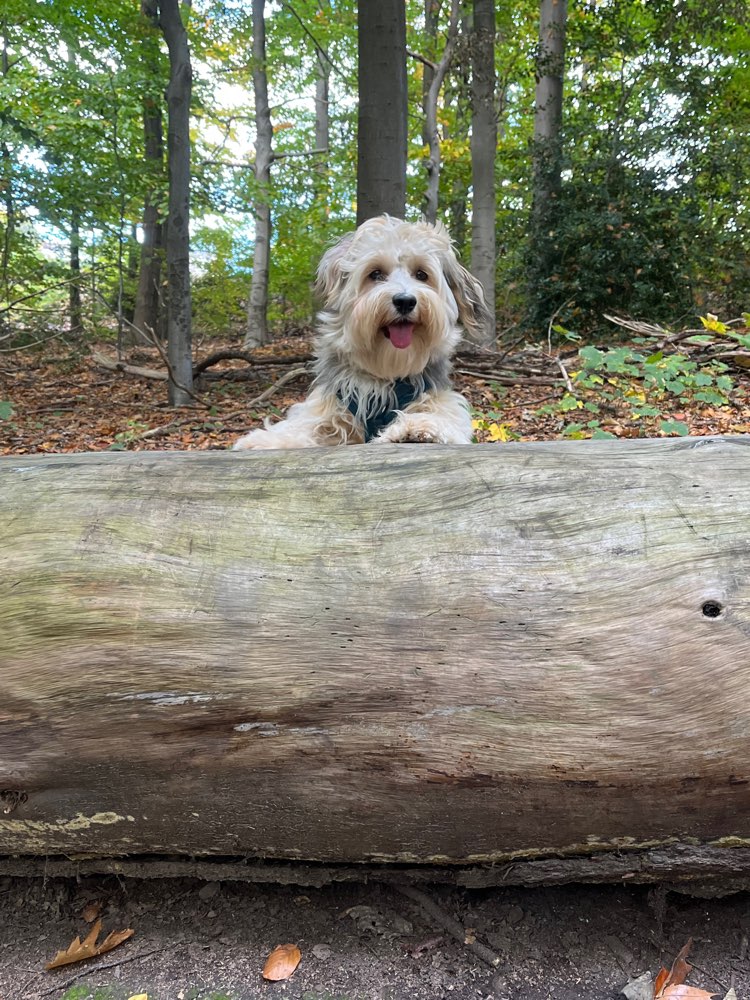 Hundetreffen-Gemeinsames spielen-Profilbild