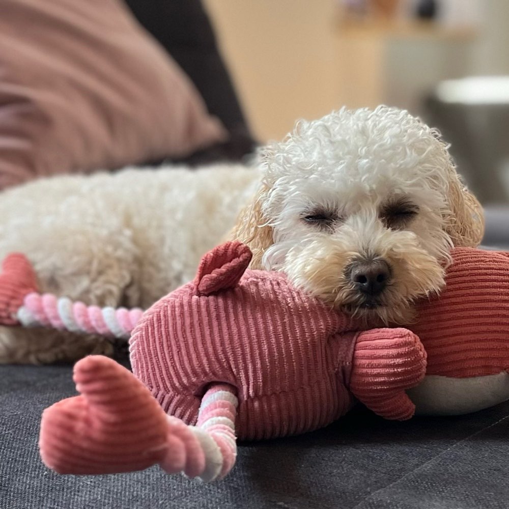 Hundetreffen-Kleine Cockerpoo Dame sucht Freund/In-Profilbild