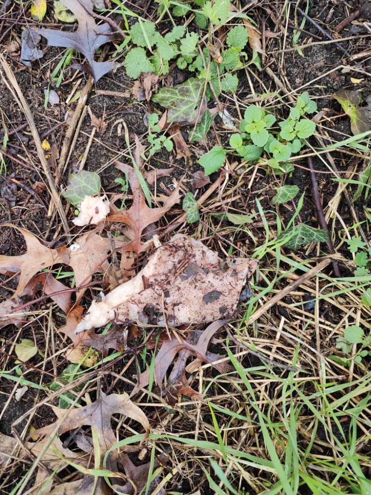 Giftköder-Verdächtiges Fleisch-Profilbild