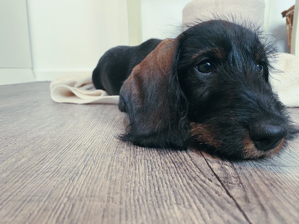 Hundetreffen-Dackelfreunde gesucht 👀-Profilbild