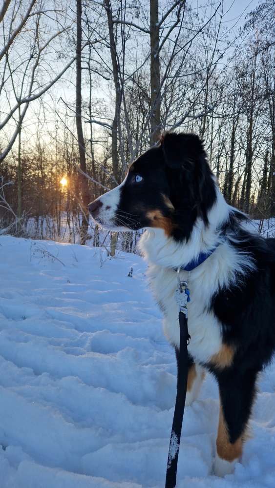 Hundetreffen-Suchen Hunde für Leinentraining-Profilbild