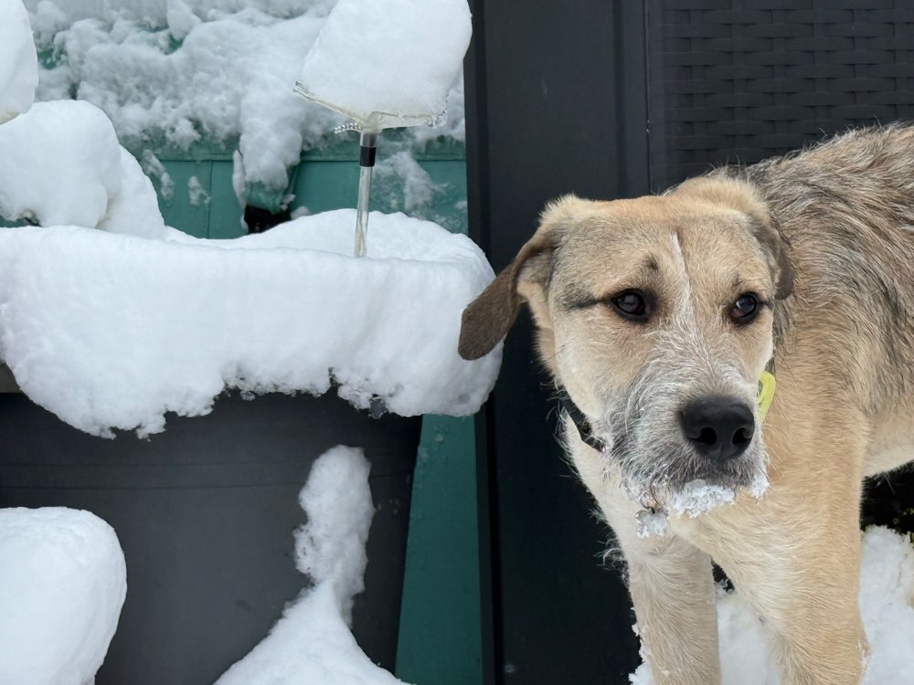 Hundetreffen-Playdate mit Milo-Profilbild