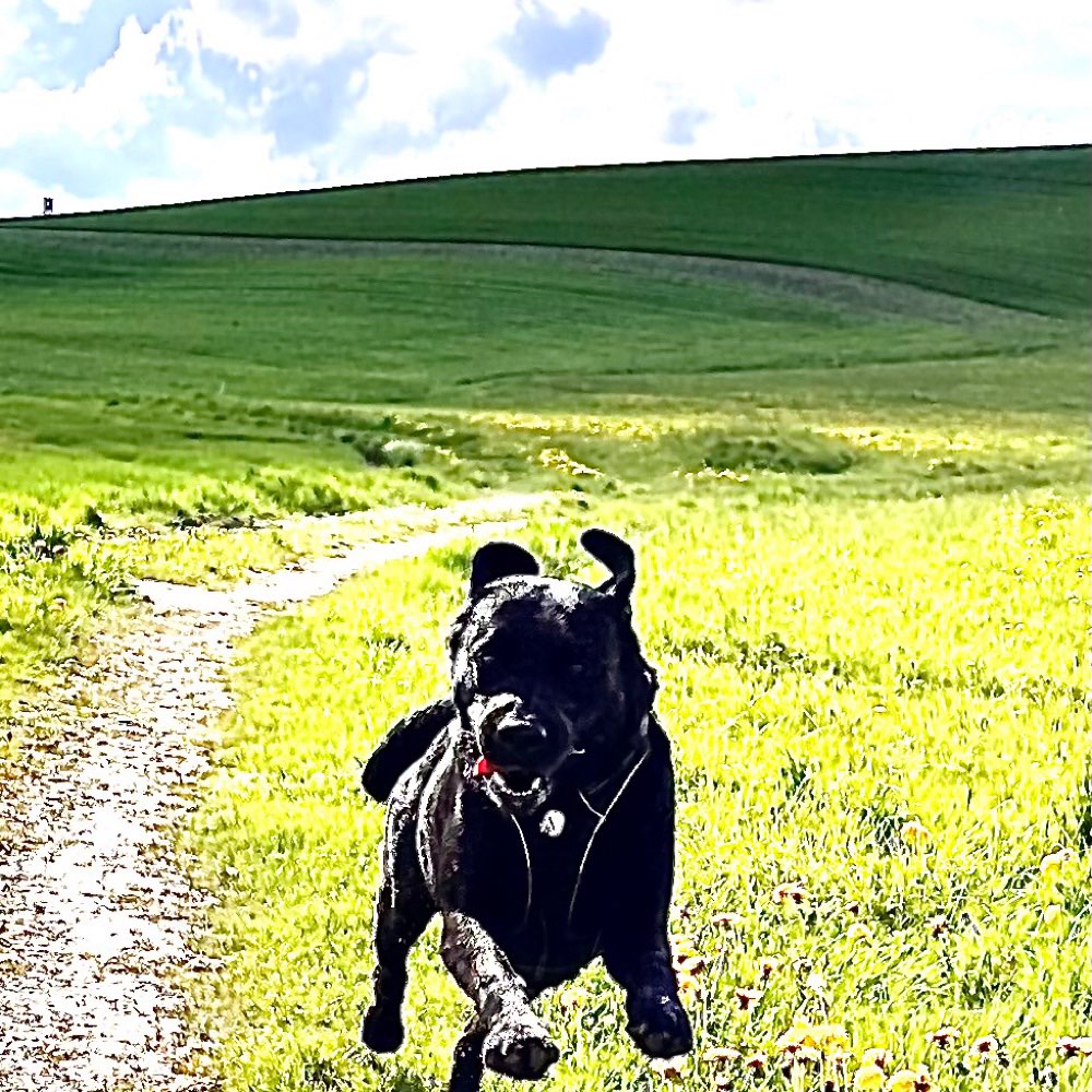 Hundetreffen-Wuff Spaziergang im Umkreis von Ried im Innkreis-Profilbild