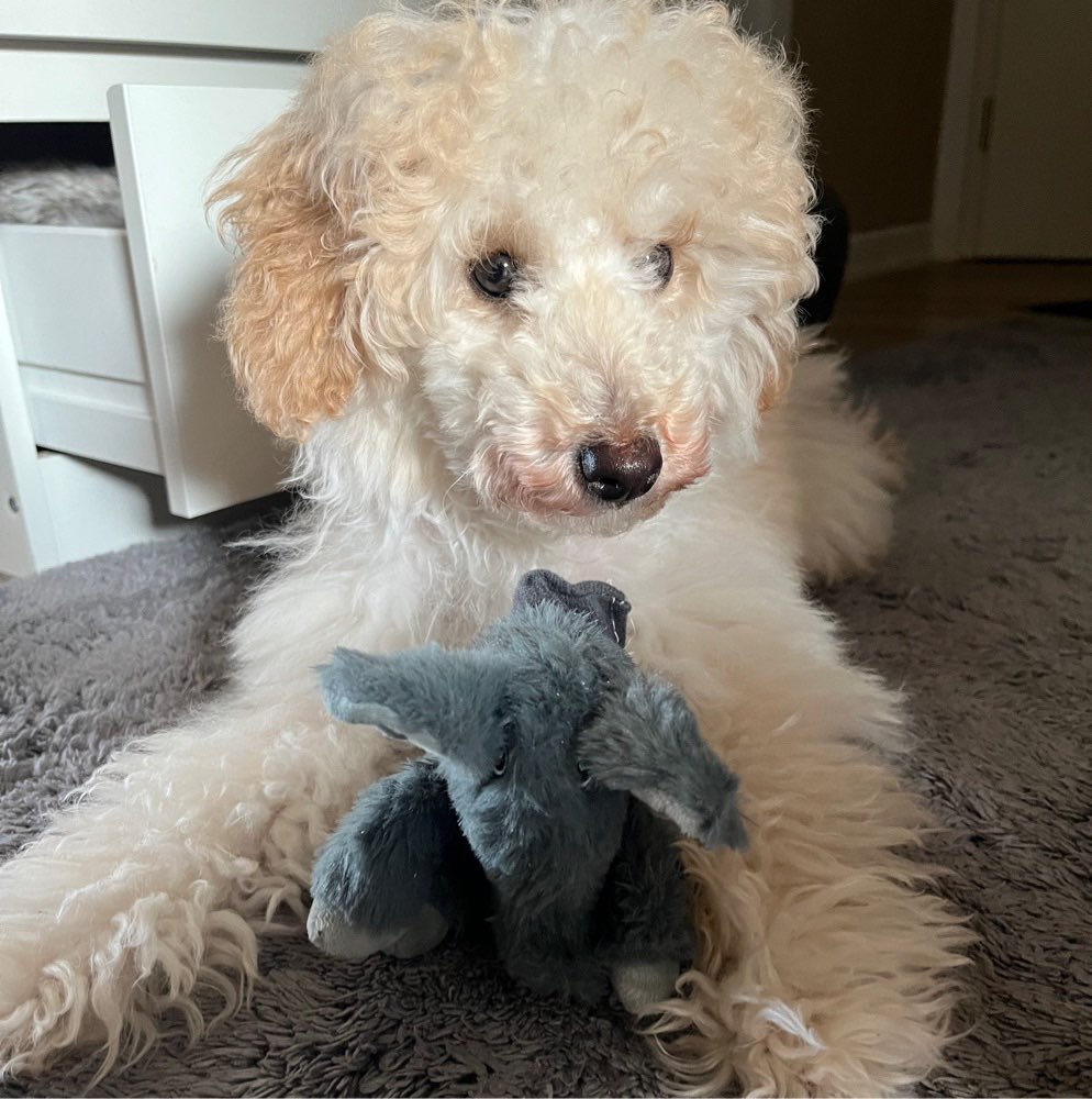 Hundetreffen-Junghund sucht einen Kumpel zum Spazieren und zum Spielen-Profilbild