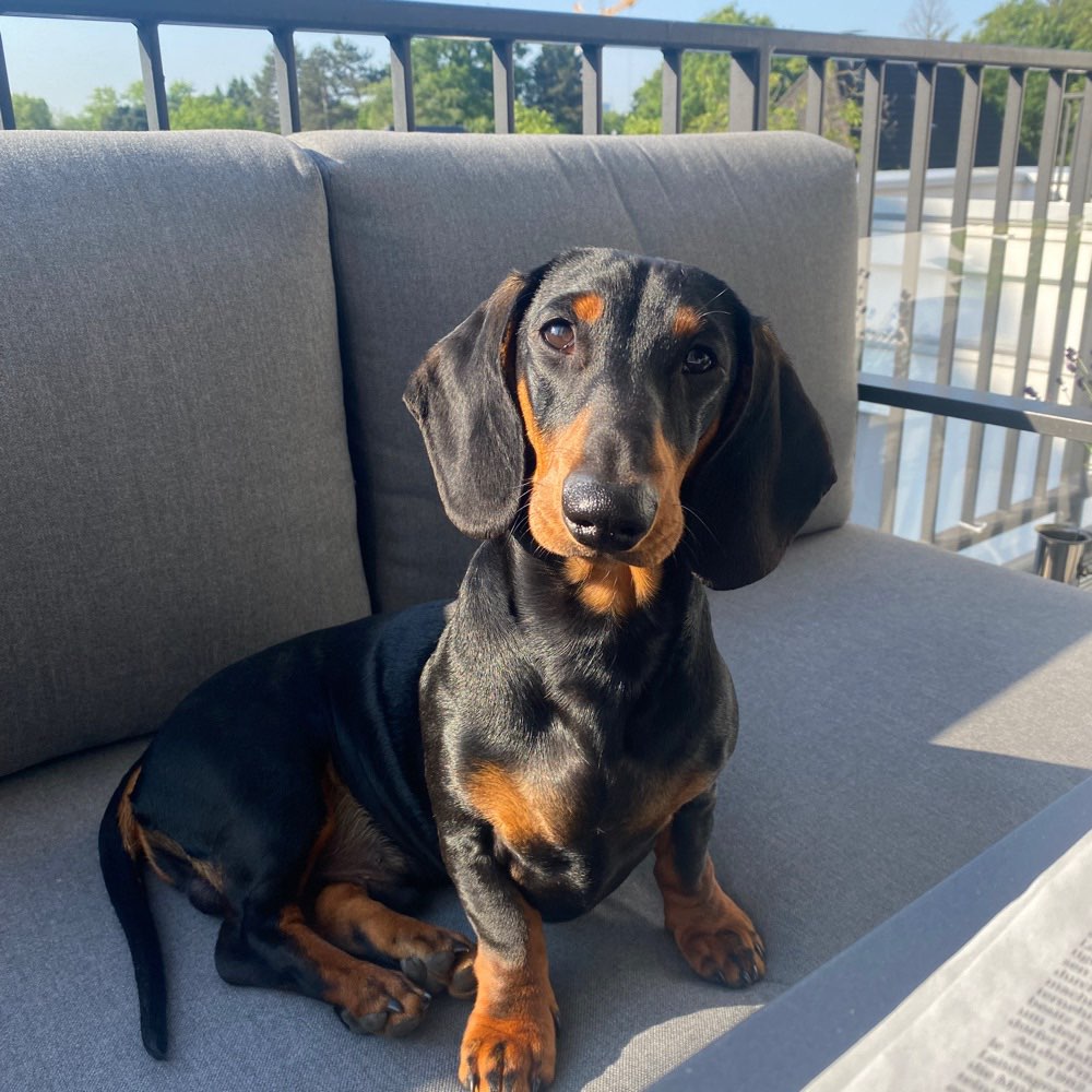 Hundetreffen-Gemeinsame Spaziergänge-Profilbild