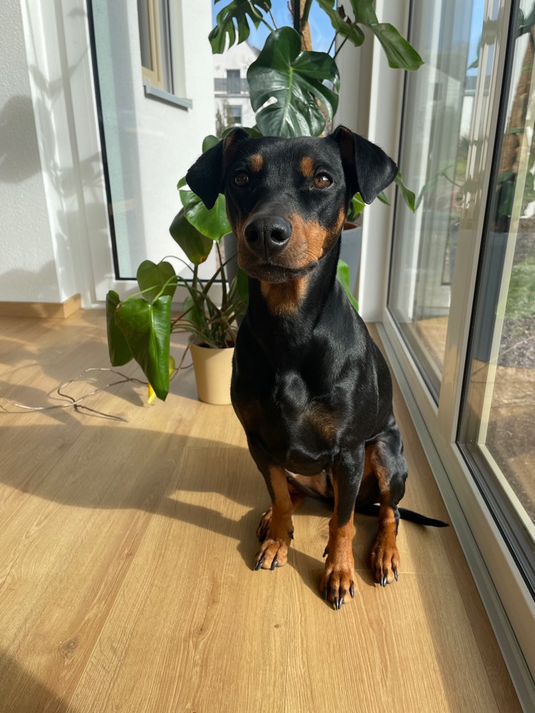 Hundetreffen-Hundebetreuung auf Gegenseitigkeit-Profilbild