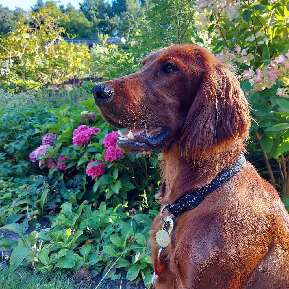 Hundetreffen-Hunderunde-Profilbild