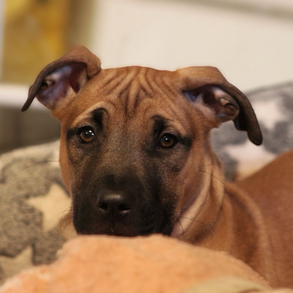 Hundetreffen-WhatsApp Gruppe ( norderstedt & Umgebung)-Profilbild