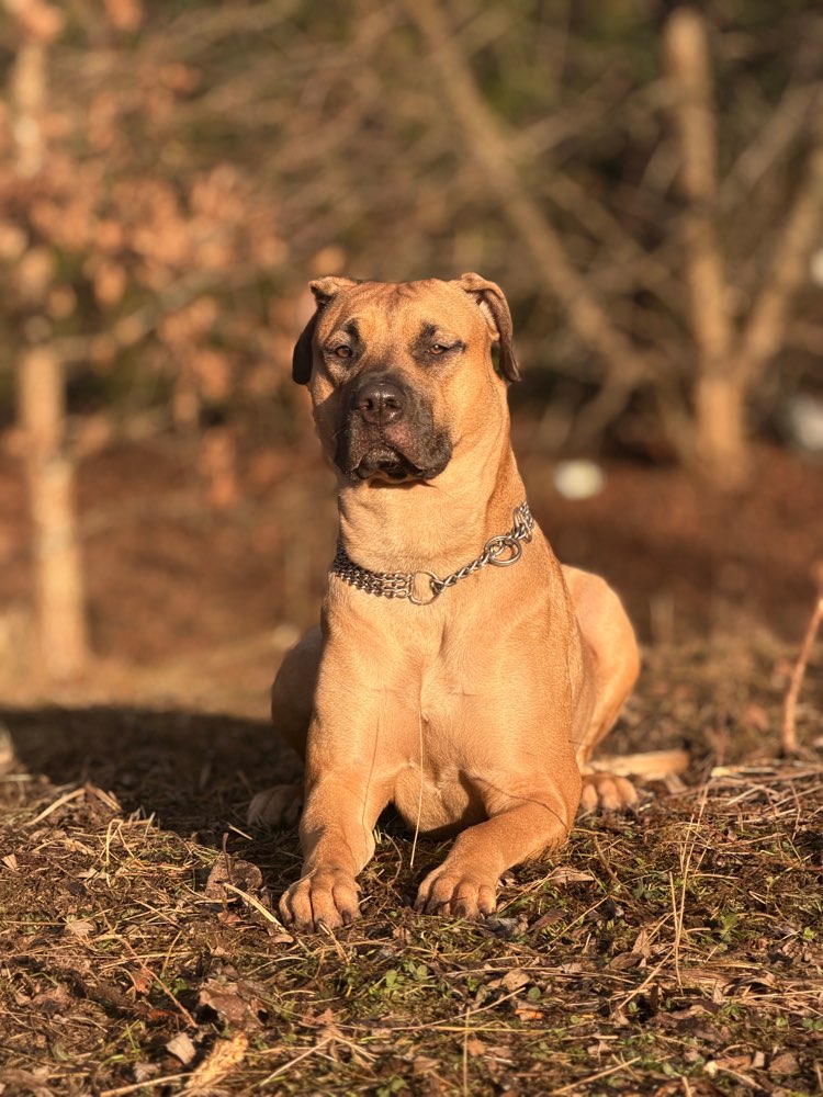 Hundetreffen-Hundefreunde gesucht 🩶-Profilbild