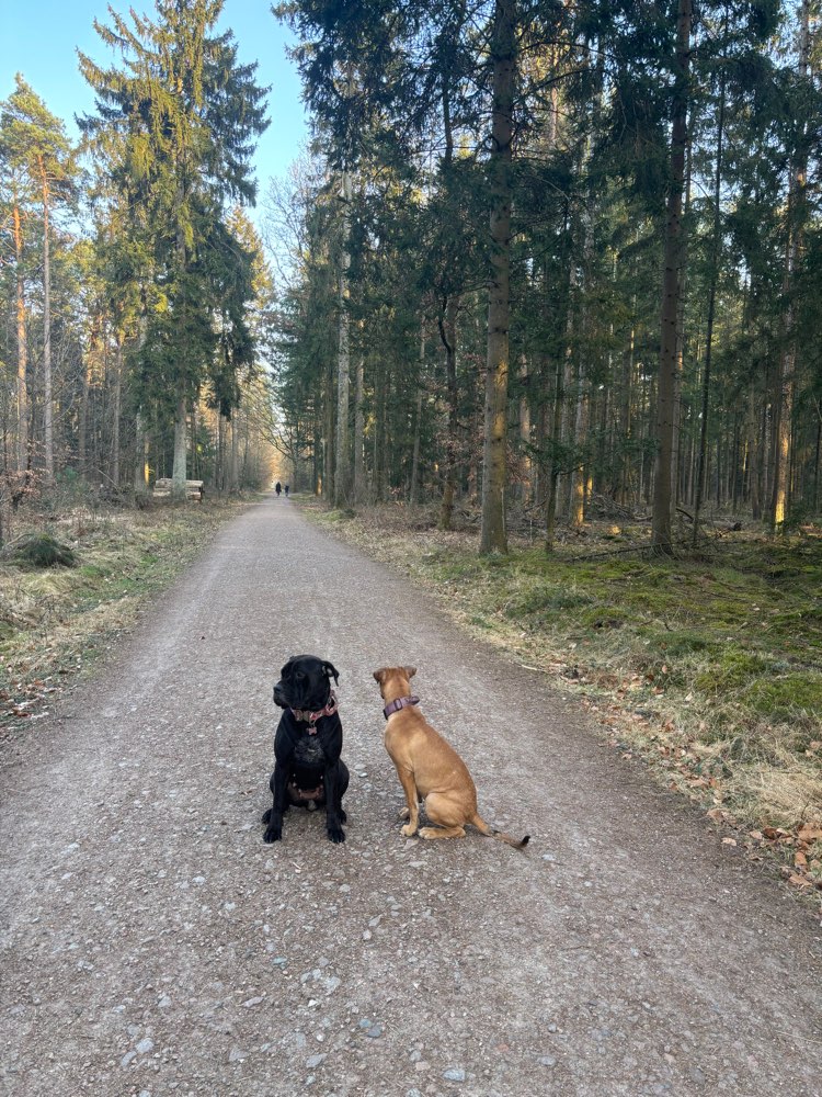 Hundetreffen-🐾 WhatsApp-Gruppe: Norderstedter Hundefreunde 🐾-Profilbild