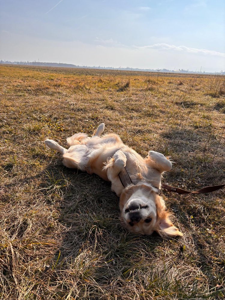 Hundetreffen-Playdate oder gemeinsame Spaziergänge-Profilbild